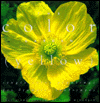 Book The Color Garden (Yellow : Single Color Plantings for Dramatic Landscapes) free