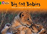 Book Big Cat Babies Workbook (collins Big Cat) free