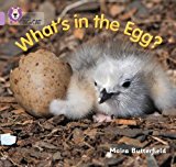 Book What's in the Egg? (Collins Big Cat) free