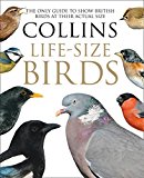 Book Collins Life-Size Birds: The Only Guide to Show British Birds at their Actual Size free