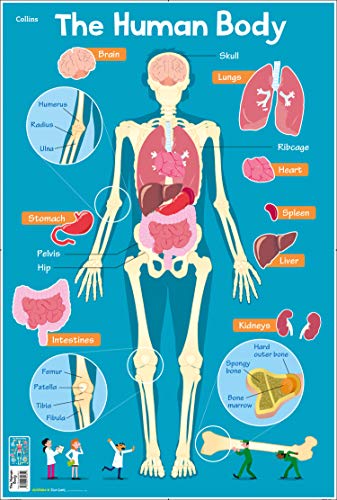 Book Collins Children’s Poster – Human Body free