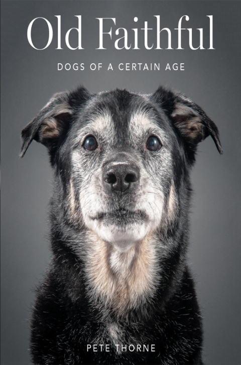 Book Old Faithful: Dogs of a Certain Age free