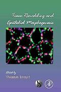 Book Tissue Remodeling and Epithelial Morphogenesis (Volume 89) (Current Topics in Developmental Biology, Volume 89) free