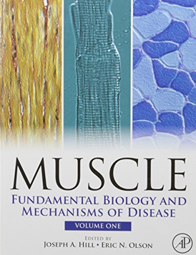 Book Muscle: Fundamental Biology and Mechanisms of Disease free