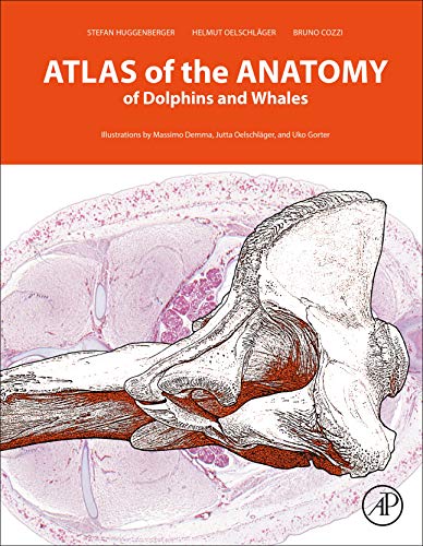 Book Atlas of the Anatomy of Dolphins and Whales free