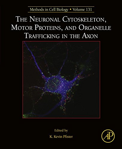 Book The Neuronal Cytoskeleton, Motor Proteins, and Organelle Trafficking in the Axon (ISSN Book 131) free