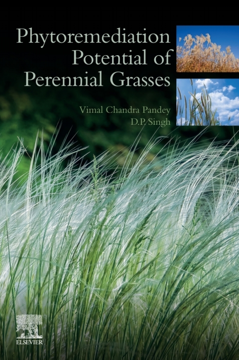 Book Phytoremediation Potential of Perennial Grasses free