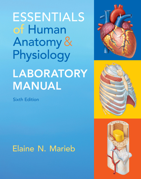 Book Essentials of Human Anatomy & Physiology Laboratory Manual free