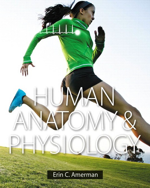 Book Studyguide for Human Anatomy & Physiology by Amerman, Erin C., ISBN 9780134043203 free