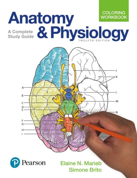 Book Anatomy and Physiology Coloring Workbook free