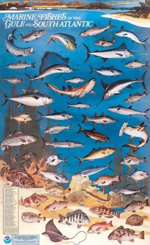 Book Marine Fishes Of The Gulf And South Atlantic free