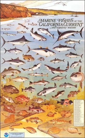 Book Marine Fishes Of The California Current And Adjacent Waters free