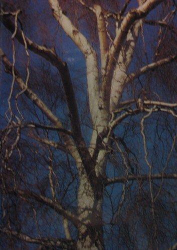 Book Trees and Bushes of Europe free