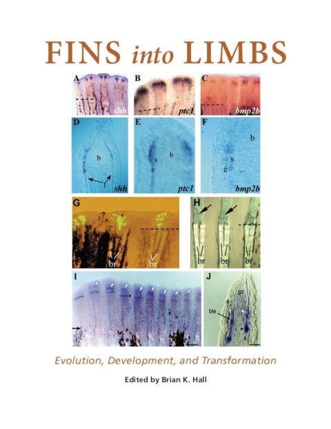 Book Fins into Limbs free