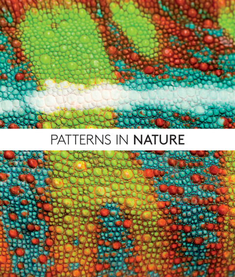 Book Patterns in Nature: Why the Natural World Looks the Way It Does free
