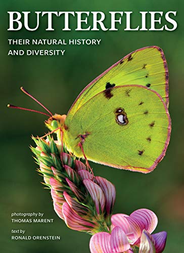 Book Butterflies: Their Natural History and Diversity free