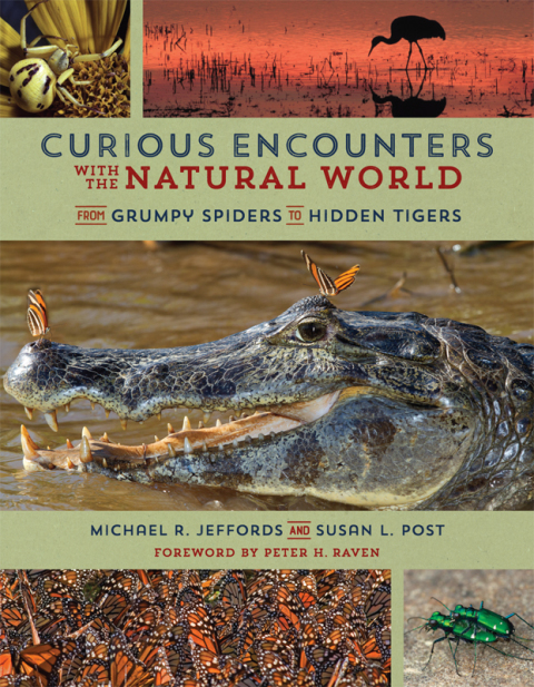 Book Curious Encounters with the Natural World free