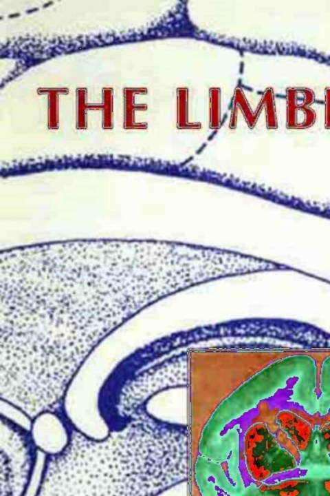Book The Limbic Brain free