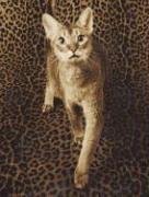 Book Meow For Now Journal (potter Style) free